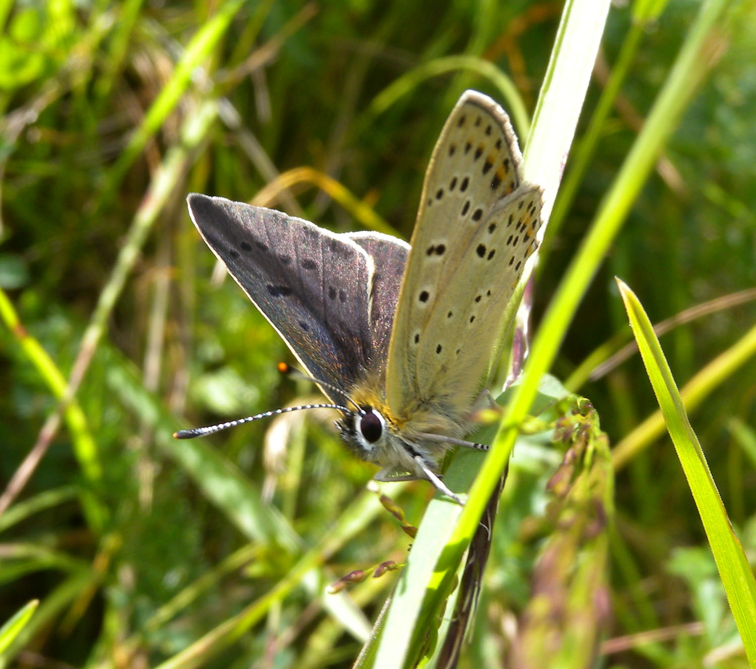 Lycaenidae da identificare